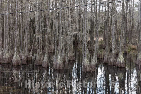 Photo- Small Swamp in Smithville, Georgia 2 Fine Art Photo Reproduction