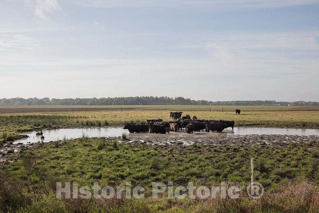 Photo - Cows Seek Relief from The Heat in a Colquitt County, Georgia, Pond- Fine Art Photo Reporduction