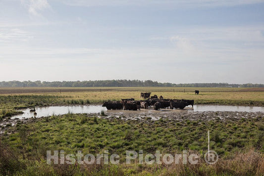 Photo - Cows Seek Relief from The Heat in a Colquitt County, Georgia, Pond- Fine Art Photo Reporduction