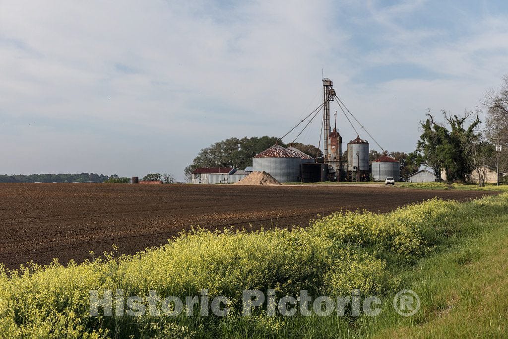 Photo - Farm Scene in Seminole County, Georgia- Fine Art Photo Reporduction