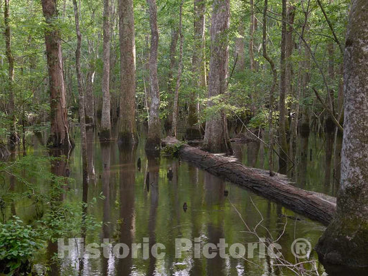 Photo- The true, virgin (original and undeveloped) swamp, or flooded forest, at the Audubon Center at Beidler Forest, a nature preserve 2 Fine Art Photo Reproduction