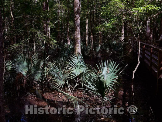 Photo- A cluster of dwarf palmetto plants at the Audubon Center at Beidler Forest, a nature preserve, wildlife sanctuary 1 Fine Art Photo Reproduction
