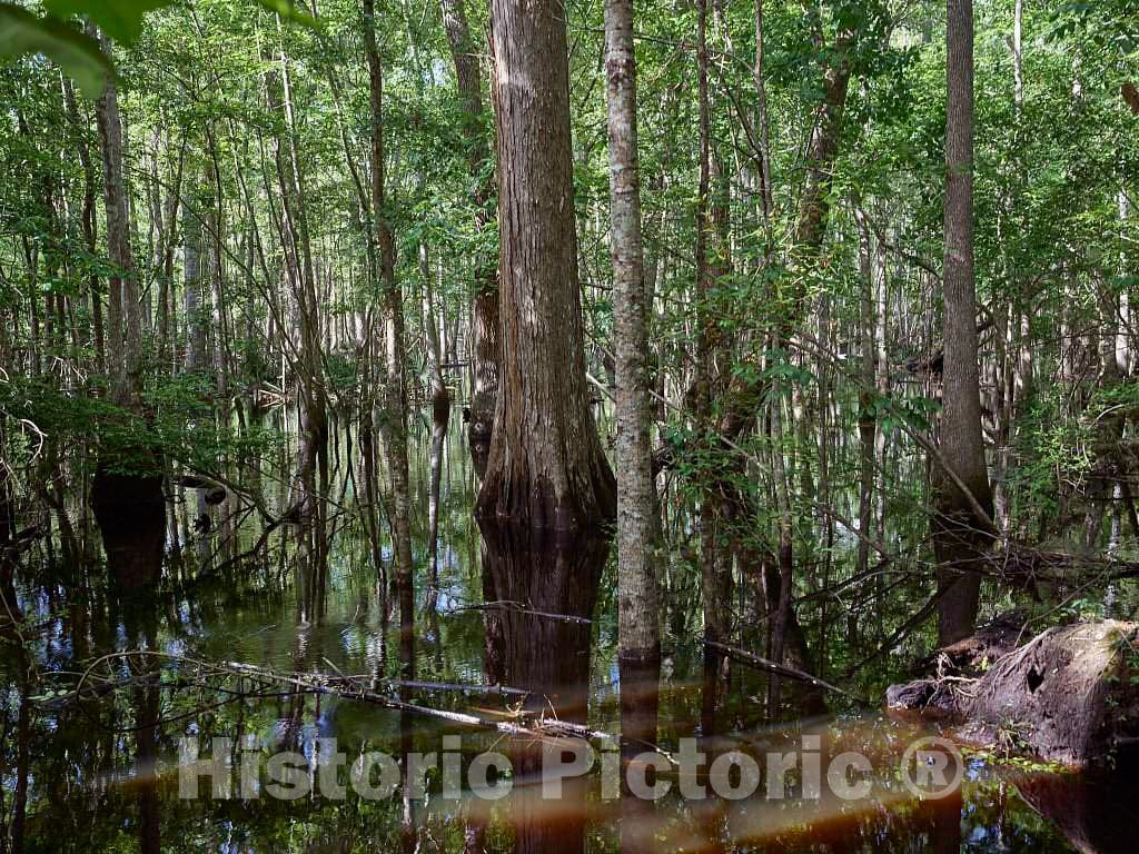 Photo- The True, Virgin (Original and undeveloped) Swamp, or Flooded Forest, at The Audubon Center at Beidler Forest, a Nature Preserve 3 Fine Art Photo Reproduction