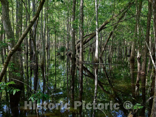 Photo- The True, Virgin (Original and undeveloped) Swamp, or Flooded Forest, at The Audubon Center at Beidler Forest, a Nature Preserve 4 Fine Art Photo Reproduction