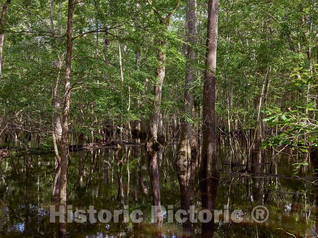 Photo- The True, Virgin (Original and undeveloped) Swamp, or Flooded Forest, at The Audubon Center at Beidler Forest, a Nature Preserve 5 Fine Art Photo Reproduction