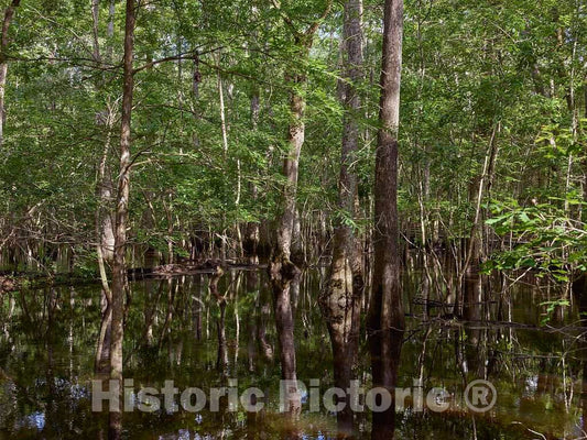 Photo- The True, Virgin (Original and undeveloped) Swamp, or Flooded Forest, at The Audubon Center at Beidler Forest, a Nature Preserve 5 Fine Art Photo Reproduction