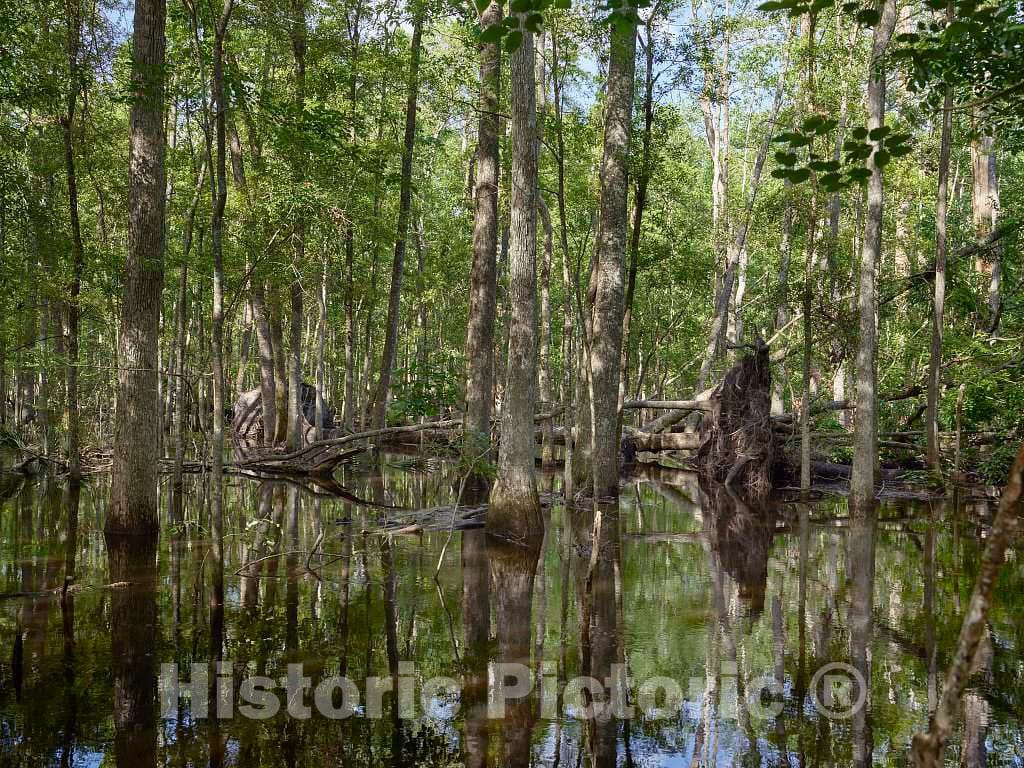 Photo- The true, virgin (original and undeveloped) swamp, or flooded forest, at the Audubon Center at Beidler Forest, a nature preserve 6 Fine Art Photo Reproduction