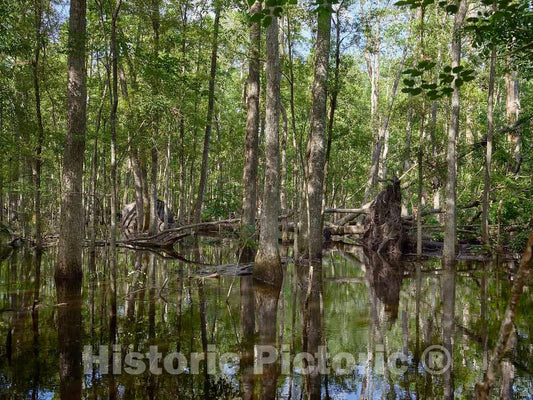 Photo- The true, virgin (original and undeveloped) swamp, or flooded forest, at the Audubon Center at Beidler Forest, a nature preserve 6 Fine Art Photo Reproduction