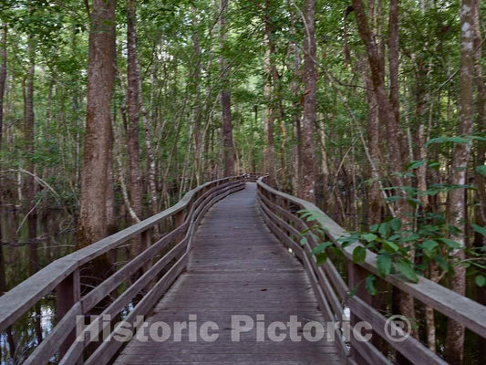 Photo- Part of the 1.75-mile boardwalk through the thickly forested swamp at the Audubon Center at Beidler Forest, a nature preserve, wildlife sanctuary 2 Fine Art Photo Reproduction
