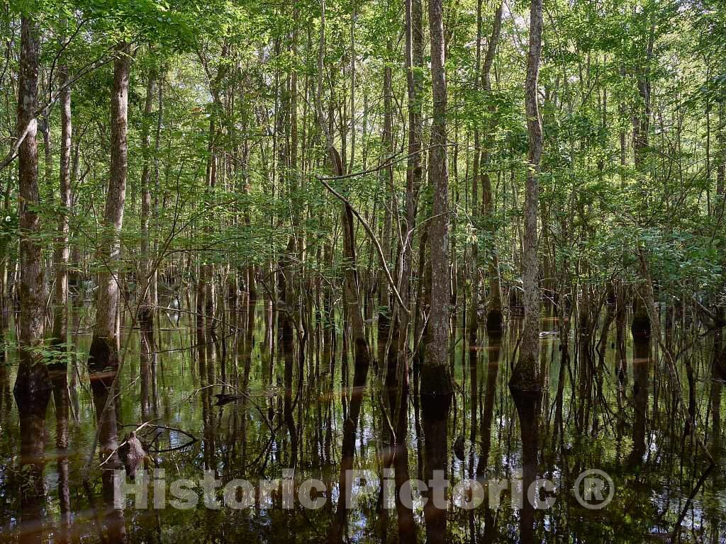 Photo- The True, Virgin (Original and undeveloped) Swamp, or Flooded Forest, at The Audubon Center at Beidler Forest, a Nature Preserve 7 Fine Art Photo Reproduction