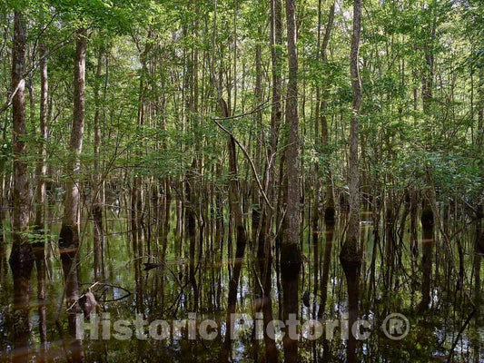 Photo- The True, Virgin (Original and undeveloped) Swamp, or Flooded Forest, at The Audubon Center at Beidler Forest, a Nature Preserve 7 Fine Art Photo Reproduction