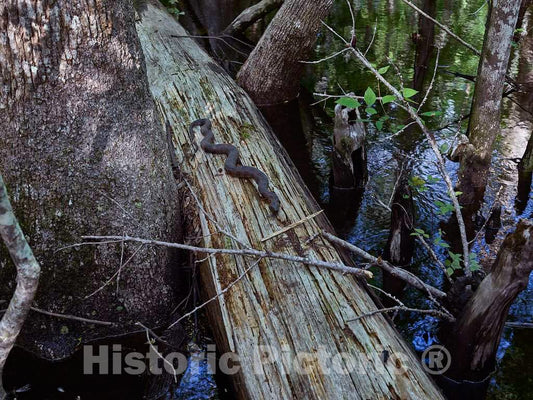 Photo - A cottomouth Moccasin Snake lolls on a Log in The thickly forested Swamp at The Audubon Center at Beidler Forest, a Nature Preserve- Fine Art Photo Reporduction