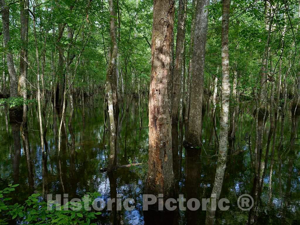 Photo- The True, Virgin (Original and undeveloped) Swamp, or Flooded Forest, at The Audubon Center at Beidler Forest, a Nature Preserve 8 Fine Art Photo Reproduction