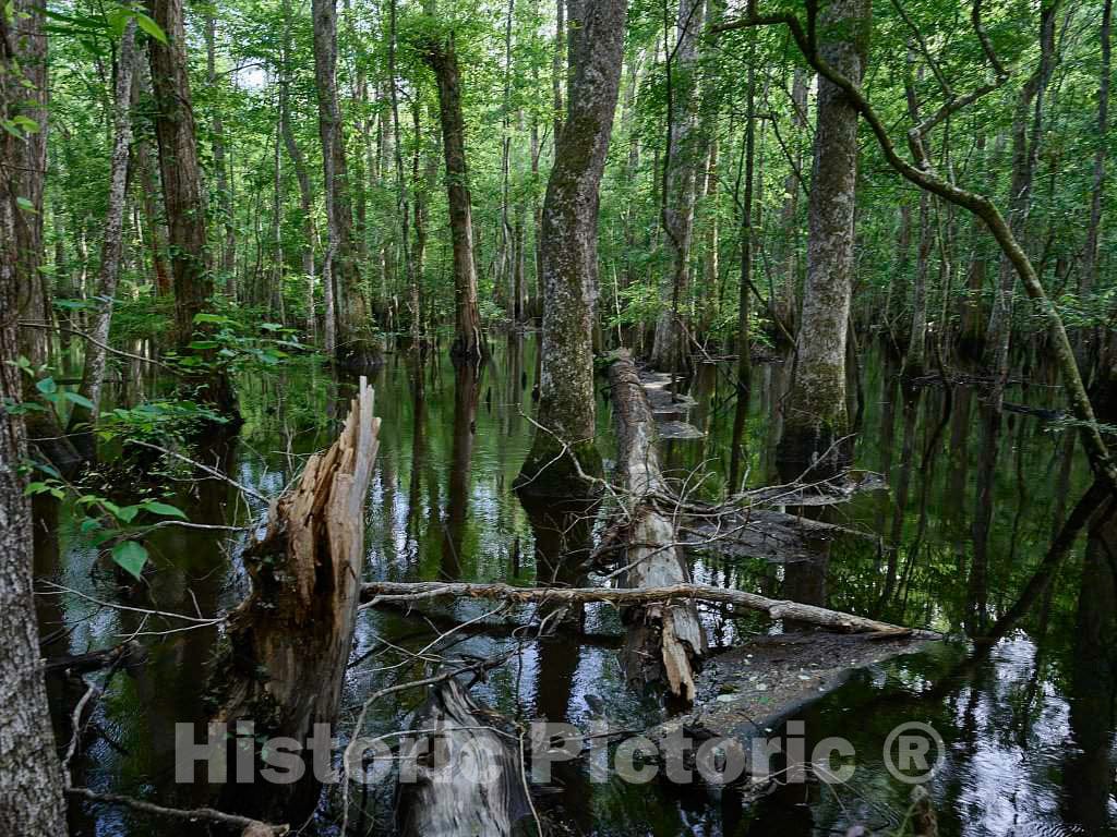 Photo- The true, virgin (original and undeveloped) swamp, or flooded forest, at the Audubon Center at Beidler Forest, a nature preserve 9 Fine Art Photo Reproduction