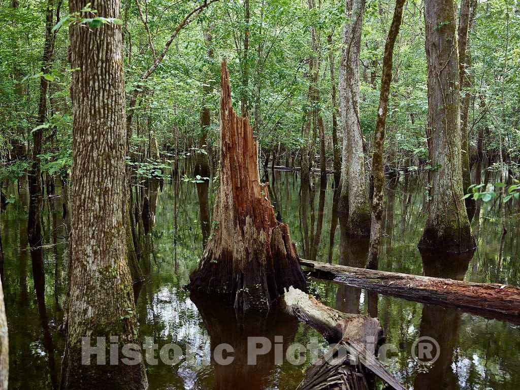 Photo- The True, Virgin (Original and undeveloped) Swamp, or Flooded Forest, at The Audubon Center at Beidler Forest, a Nature Preserve 10 Fine Art Photo Reproduction