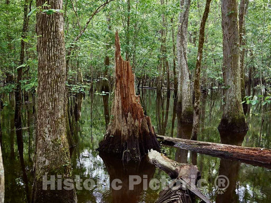 Photo- The True, Virgin (Original and undeveloped) Swamp, or Flooded Forest, at The Audubon Center at Beidler Forest, a Nature Preserve 10 Fine Art Photo Reproduction