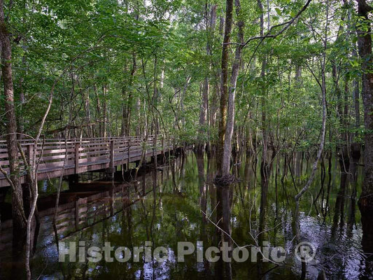 Photo- Part of the 1.75-mile boardwalk through the thickly forested swamp at the Audubon Center at Beidler Forest, a nature preserve, wildlife sanctuary 4 Fine Art Photo Reproduction