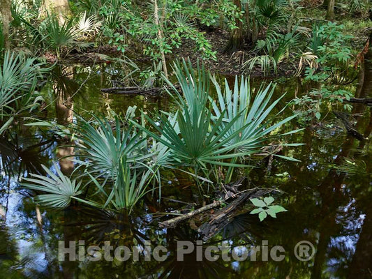 Photo- A cluster of dwarf palmetto plants at the Audubon Center at Beidler Forest, a nature preserve, wildlife sanctuary 3 Fine Art Photo Reproduction