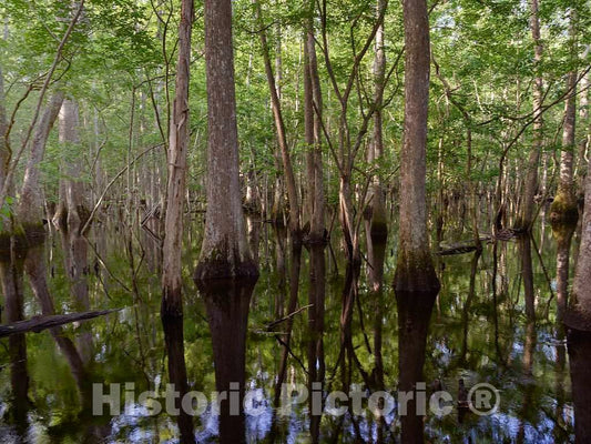 Photo- The True, Virgin (Original and undeveloped) Swamp, or Flooded Forest, at The Audubon Center at Beidler Forest, a Nature Preserve 11 Fine Art Photo Reproduction