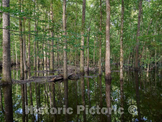 Photo- The True, Virgin (Original and undeveloped) Swamp, or Flooded Forest, at The Audubon Center at Beidler Forest, a Nature Preserve 1 Fine Art Photo Reproduction