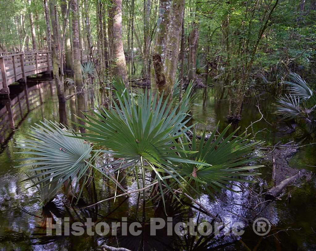 Photo- A Cluster of Dwarf Palmetto Plants at The Audubon Center at Beidler Forest, a Nature Preserve, Wildlife Sanctuary 4 Fine Art Photo Reproduction