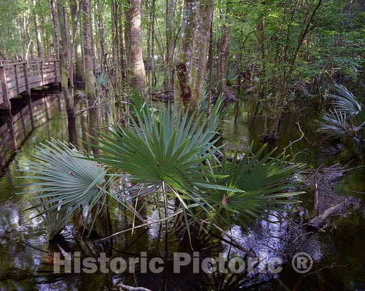 Photo- A Cluster of Dwarf Palmetto Plants at The Audubon Center at Beidler Forest, a Nature Preserve, Wildlife Sanctuary 4 Fine Art Photo Reproduction