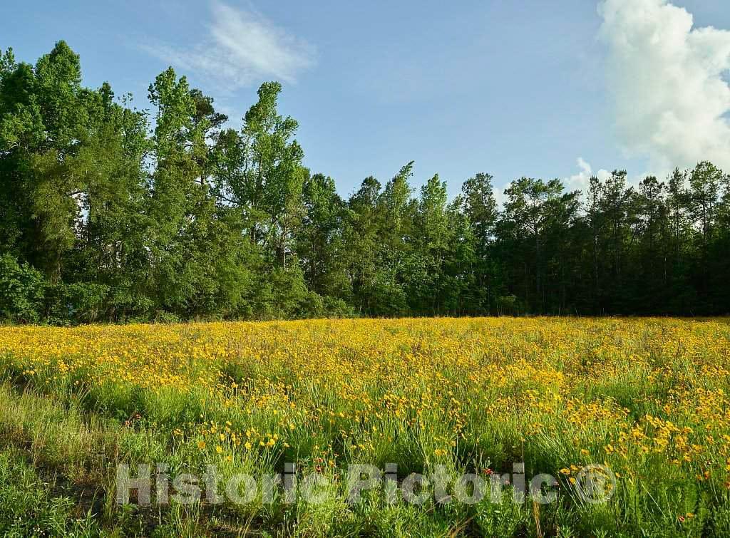 Photo - Brightly Colored Wildflowers Planted in a Field Outside The Entrance to The Audubon Center at Beidler Forest, a Nature Preserve, Wildlife Sanctuary