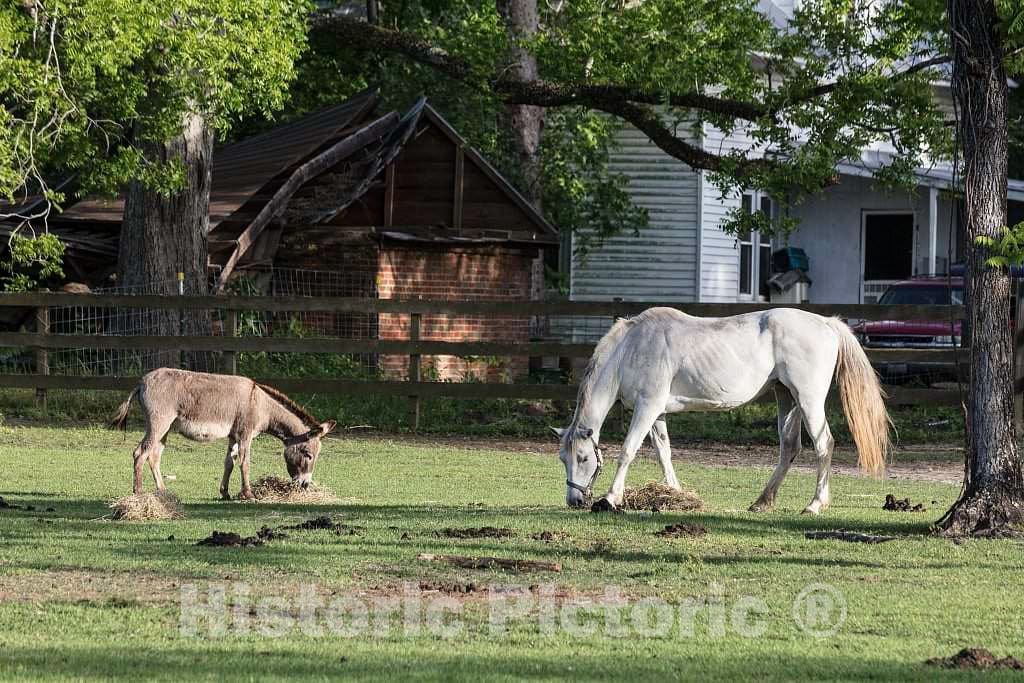 Photo - It's a Horse and Donkey Show, or at Least a grazing, in This Yard Near Harleyville, South Carolina- Fine Art Photo Reporduction