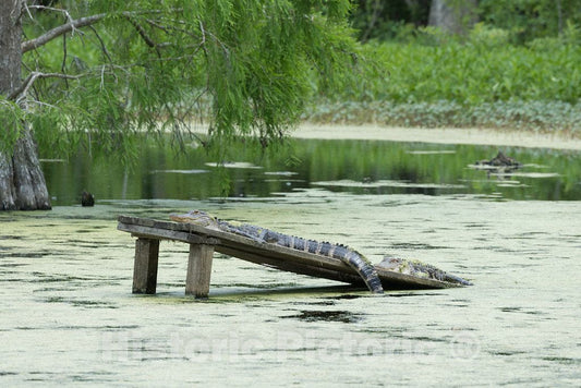 Photo- an Alligator Catches Some Rays on The Grounds of The Magnolia House and Gardens Plantation site in North Charleston, South Carolina 1 Fine Art Photo Reproduction