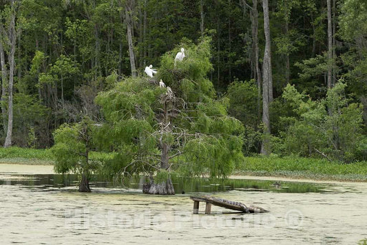 Photo- an Alligator Catches Some Rays on The Grounds of The Magnolia House and Gardens Plantation site in North Charleston, South Carolina 2 Fine Art Photo Reproduction