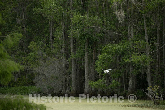 Photo - Grounds of the Magnolia House and Gardens, one of the oldest plantations in the South, in Charleston County, South Carolina- Fine Art Photo Reporduction