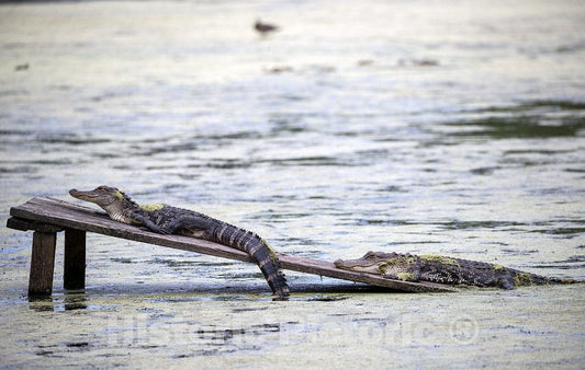 Photo - Small Alligators Catch The Sun on a Pond at The Magnolia House and Gardens in Charleston County, South Carolina- Fine Art Photo Reporduction