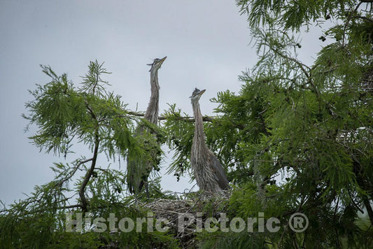 Photo - Young Blue Egrets Await a Meal on The Grounds of The Magnolia House and Gardens in Charleston County, South Carolina- Fine Art Photo Reporduction