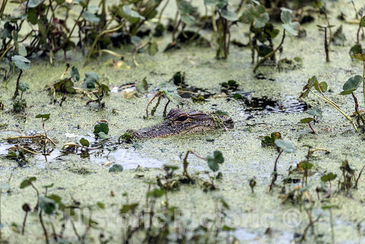 Photograph- Look closely at the middle of this Photograph of a small swamp on the grounds of the Magnolia House and Gardens in Charleston County, South Carolina. What big eyes that alligator has!