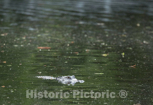 Photo - Alligator in a Pond at The Magnolia House and Gardens, one of The Oldest plantations in The South, in Charleston, South Carolina- Fine Art Photo Reporduction