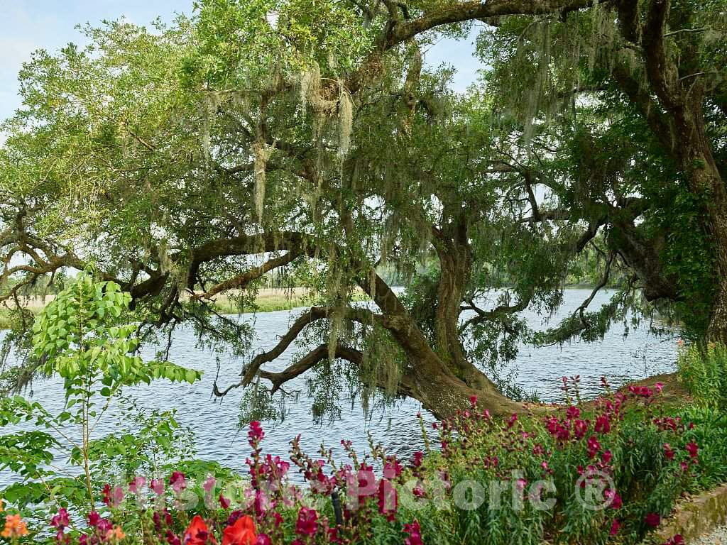 Photo - View of the Ashley River on the grounds of the Magnolia House and Gardens plantation site in North Charleston, South Carolina- Fine Art Photo Reporduction
