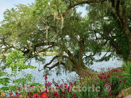 Photo - View of the Ashley River on the grounds of the Magnolia House and Gardens plantation site in North Charleston, South Carolina- Fine Art Photo Reporduction
