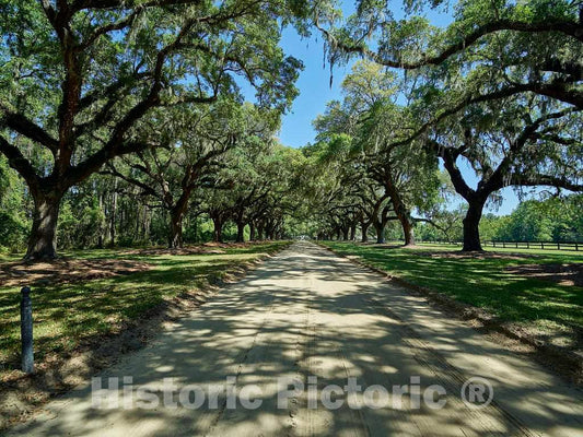 Photo- The Avenue of Oaks at The Boone Hall Planatation in Mount Pleasant, just Above Charleston, South Carolina 1 Fine Art Photo Reproduction