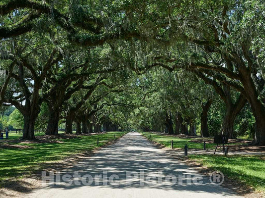 Photo- The Avenue of Oaks at The Boone Hall Planatation in Mount Pleasant, just Above Charleston, South Carolina 2 Fine Art Photo Reproduction