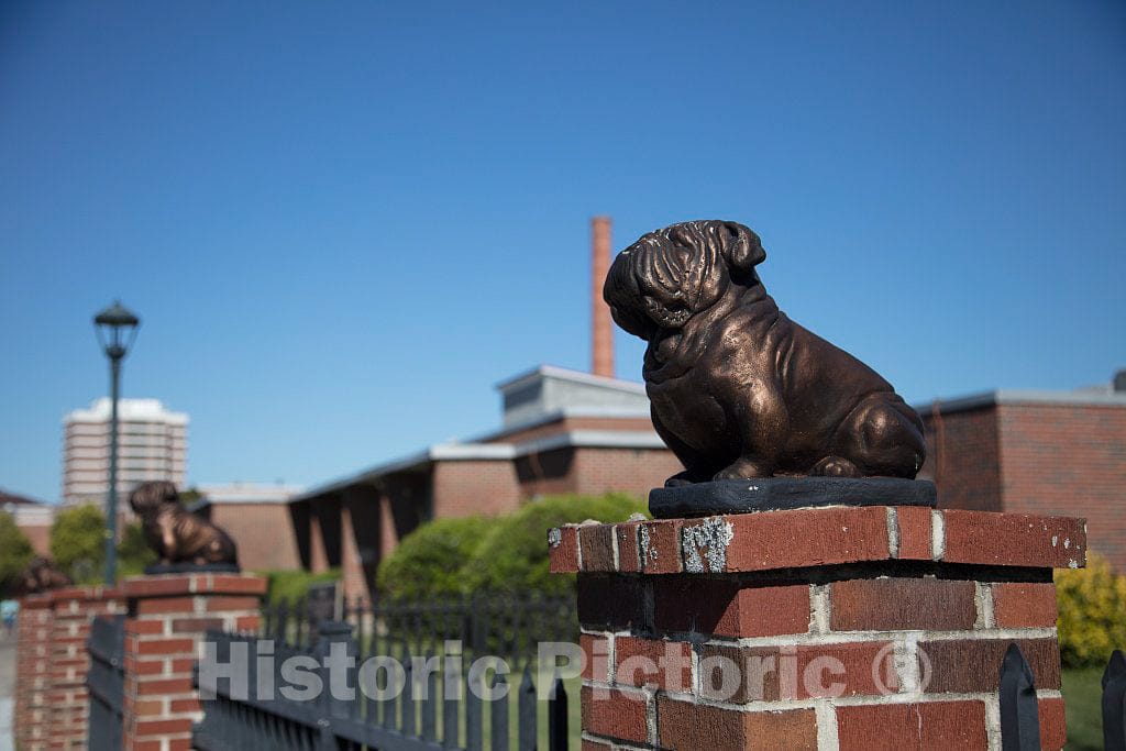 Photo - Bronze Bulldogs on The Campus of South Carolina State University, a Four-Year Historically Black University Located in Orangeburg- Fine Art Photo Reporduction