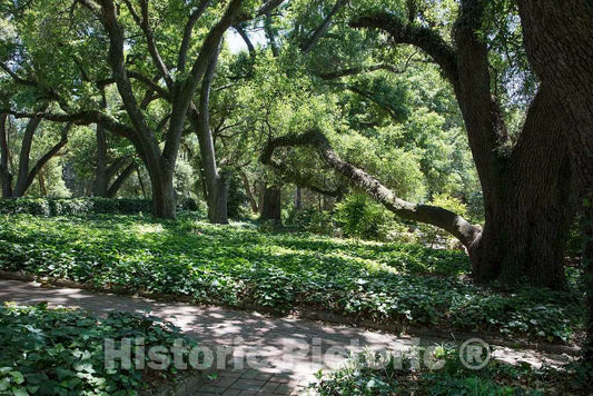Photo- Tranquil Scene at The Aiken Thoroughbred Racing Hall of Fame and Museum 1 Fine Art Photo Reproduction
