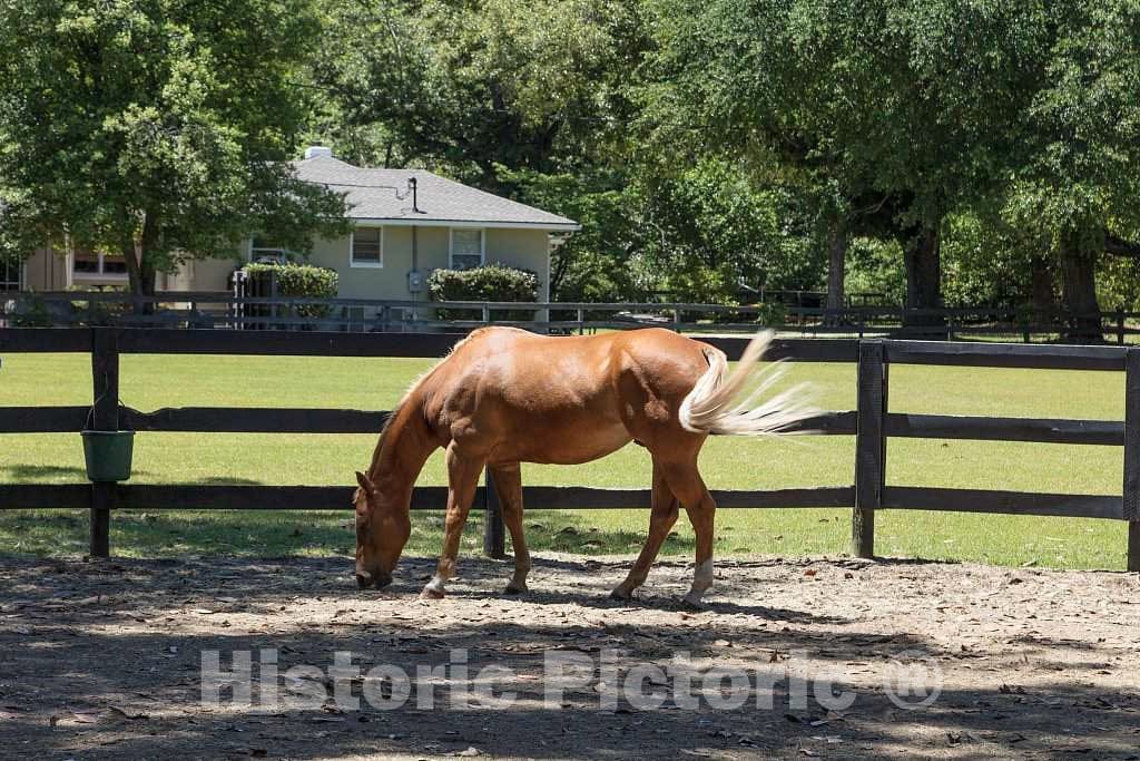Photo- Horse in The Training, Racing, and Polo Grounds Section of Aiken, South Carolina 1 Fine Art Photo Reproduction