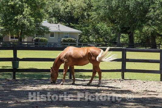 Photo- Horse in The Training, Racing, and Polo Grounds Section of Aiken, South Carolina 1 Fine Art Photo Reproduction