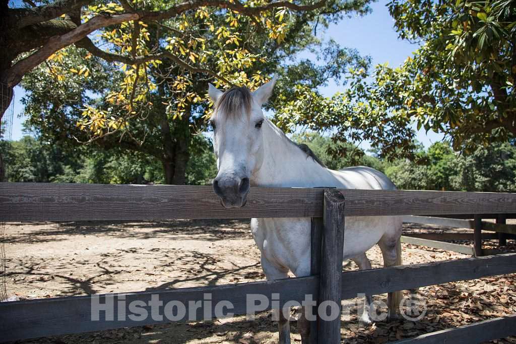 Photo- Horse in The Training, Racing, and Polo Grounds Section of Aiken, South Carolina 2 Fine Art Photo Reproduction