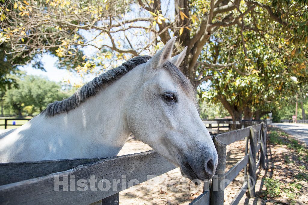 Photo- Horse in The Training, Racing, and Polo Grounds Section of Aiken, South Carolina 3 Fine Art Photo Reproduction