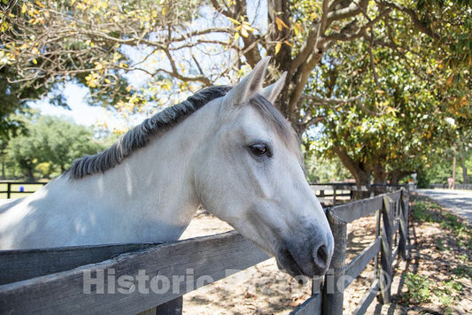 Photo- Horse in The Training, Racing, and Polo Grounds Section of Aiken, South Carolina 3 Fine Art Photo Reproduction