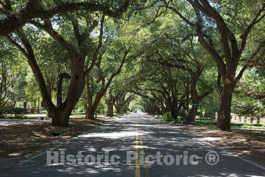 Photo- Canopy of Trees on South Boundary Avenue in Aiken, South Carolina 1 Fine Art Photo Reproduction