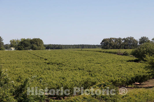 Photo - Sea of peach trees in a vast orchard near Trenton, South Carolina- Fine Art Photo Reporduction