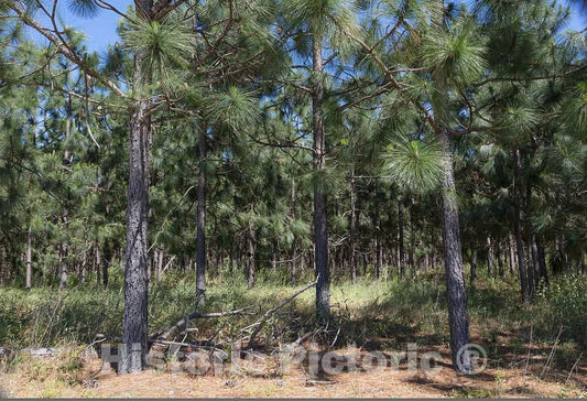 Photo - Typical Scene in The Piney Woods of Southeast South Carolina's Edgefield County, Near Eureka- Fine Art Photo Reporduction