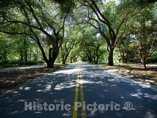 Photo- Canopy of trees on South Boundary Avenue in Aiken, South Carolina 2 Fine Art Photo Reproduction